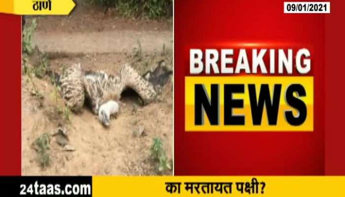 Thane Death Of Birds Continues As Vulture And Other Birds Found Dead