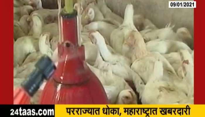 Maharashtra Government Taking Precaution To Prevent Bird Flu