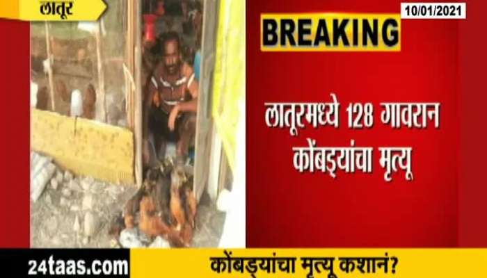 Latur 128 Chickens Dead Maharashtra In Threat Of Bird Flu