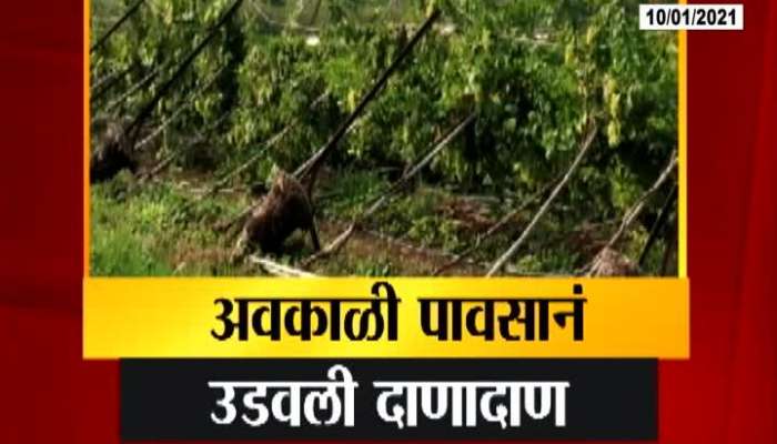 Nashik Grapes Farm Vastly Destroyed From Uncertain Rain And Thunderstorm