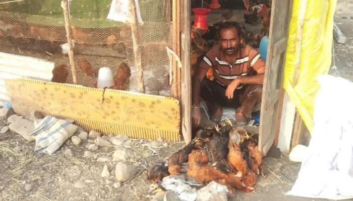 लातूरमध्ये 128 गावरान कोंबड्यांचा मृत्यू, परिसरात खळबळ