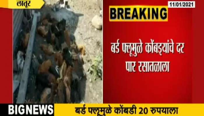 Maharashtra Poultry Farm Owners In Problem From Outbreak Of Bird Flu