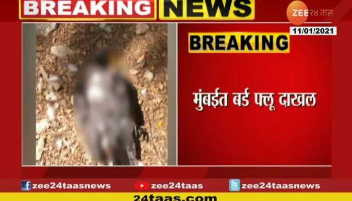 Bird Flue In Mumbai Crows found dead in Chembur