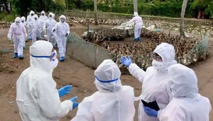 महाराष्ट्रातही Bird Flu चा शिरकाव; परभणीत ८०० कोंबड्यांचा मृत्यू 