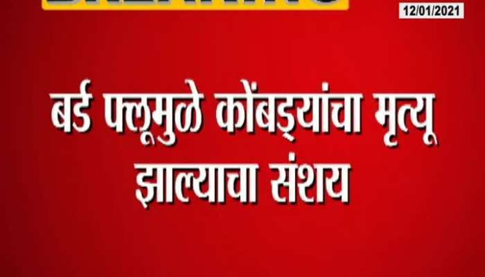 Ahmednagar,Midsangavi Fifty Hens Dead