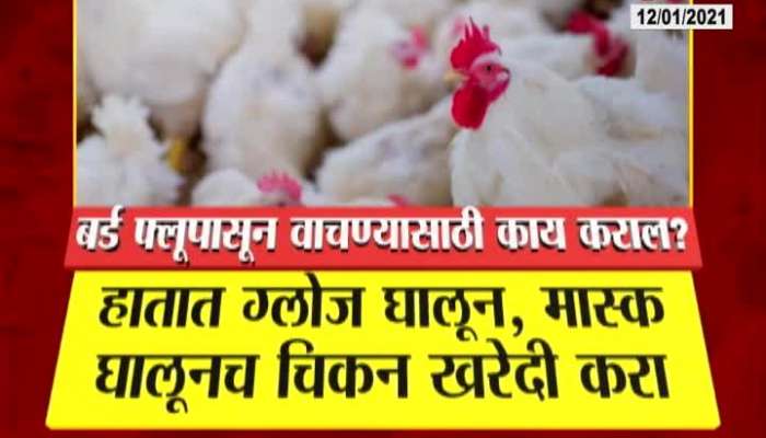 Mumbai Zee 24 Taas Special Report On Bird Flu Precautions