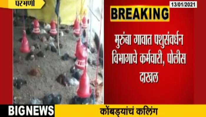 Parbhani Hens Will Be Disposed Of By Caling Update At 11 Am