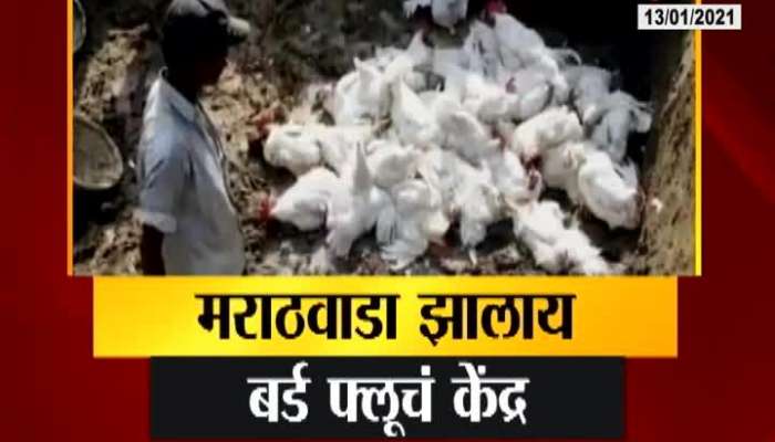 Maharashtra Alert As Marathwada Spotted As Centre Of Bird Flu As More Than 3000 Birds Found Dead