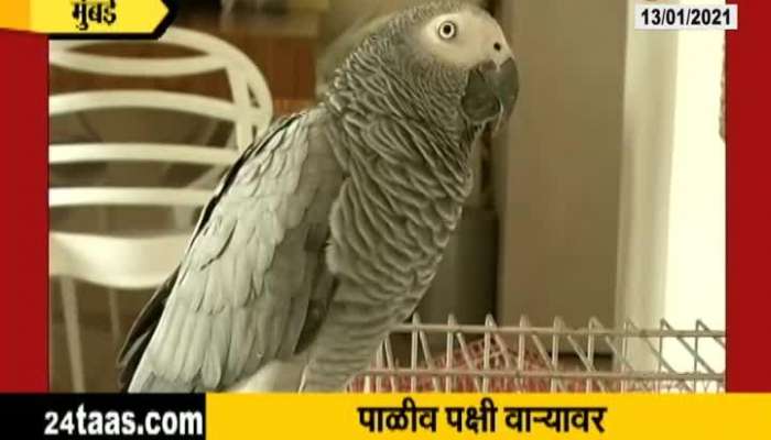 Report On Take Of Bird In Bird Flu