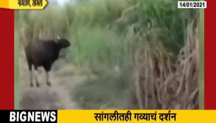 Sangli Forest Department In Search Of Two Indian Gaur Report By Villagers