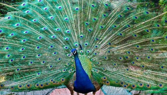 वर्ध्याच्या हिंगणघाट तालुक्यात 8 मोरांचा मृत्यू, परिसरात खळबळ