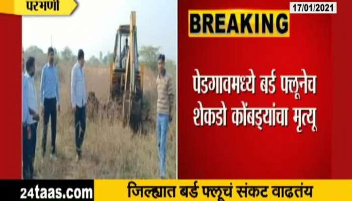Parbhani Lots Of Hens Dead In Pedgaon Due To Bird Flu