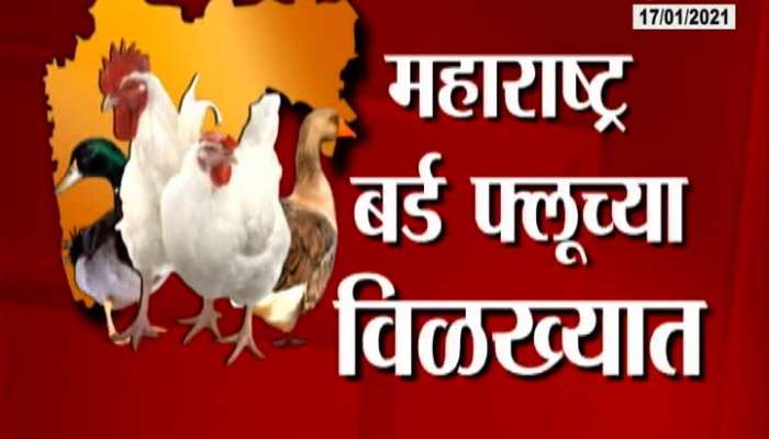 Bird Flu Expand In Maharashtra