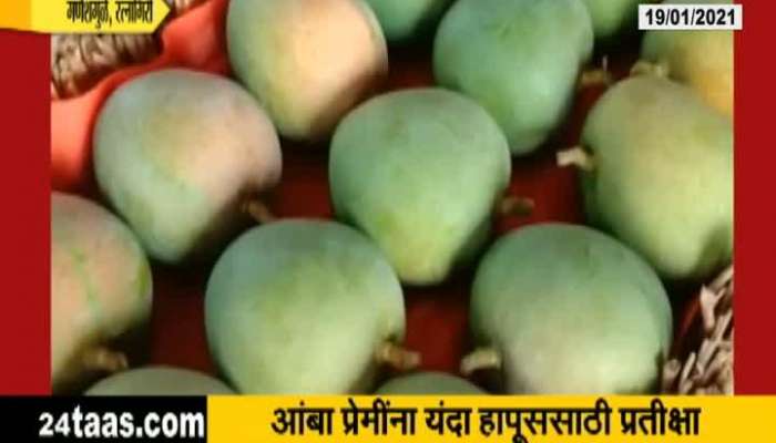 Ratnagiri,Ganeshmule Good Rate For Mangoes