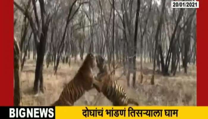 Viral Video Of Two Tiger Fight