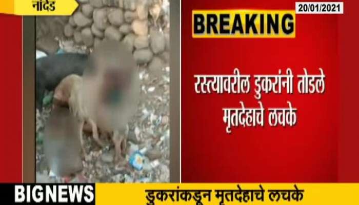  Dead Body Of Man Eaten By Pigs Outside Nanded Civil Hospital And Medical College