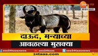 दाऊद, मन्याच्या आवळल्या मुसक्या, याकूब मात्र फरार