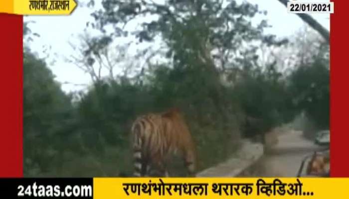 Rajasthan Ranthambore Tiger Activity In Gypsy Safari