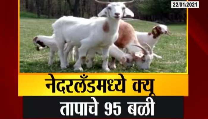 Netherland Fear Of An Epidemic From Goats Now Around The World Update