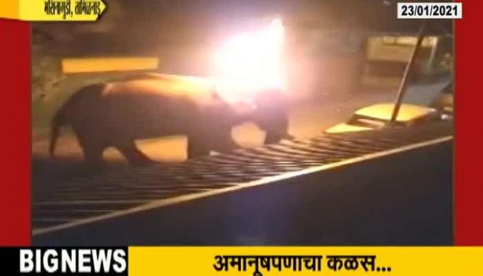 Tamilnadu Elephant Set On Fire Where Forest Ranger Cries On Death Of Elephant