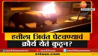 हत्तीला जिवंत पेटवण्याचं क्रौर्य येतं कुठून?