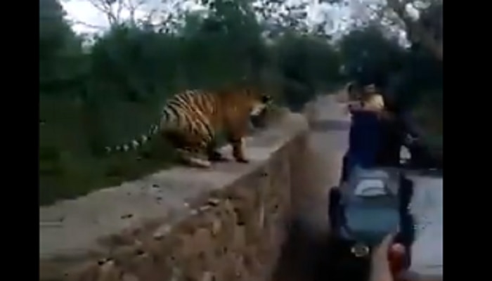 Viral Video : अचानक वाघ समोर येताच लोकांचा हुल्लडपणा