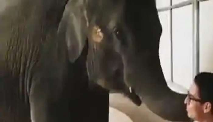 VIDEO: गाण ऐकताच डुलायला लागला हत्ती, तुफान डान्स व्हाल हैराण