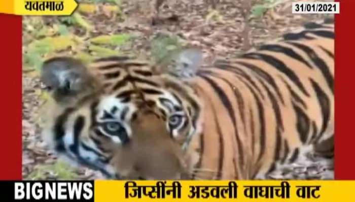 Yavatmal Three Gypsy Guide Suspended To Stop Tiger