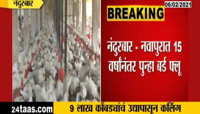 Nandurbar,Navapur Agian Bird Flu After 15 Years