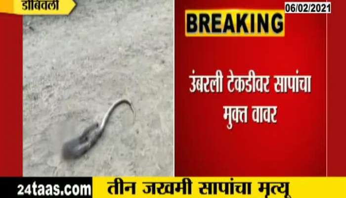 Dombivali Umbarli 3 snakes killed by distorted people