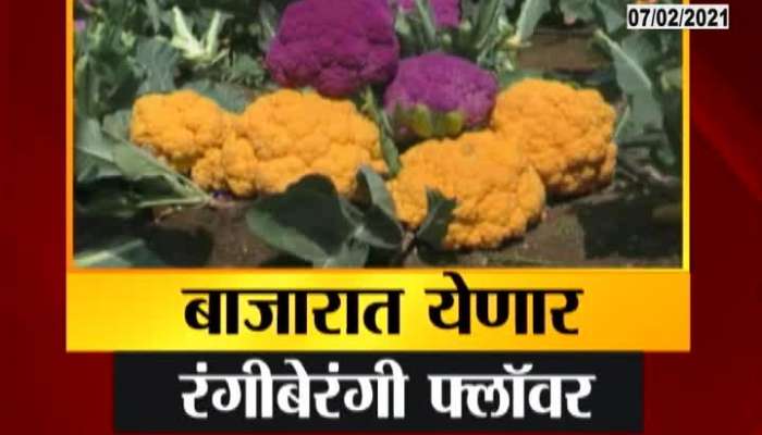 Nashik,Malegaon The First Experiment Of Colorful Cauliflower In The State
