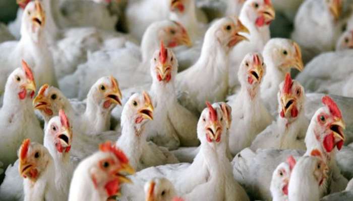 Bird flu : राज्यातील सर्वात मोठं कलिंग, तब्बल ९ लाख कोंबड्या मारल्या जाणार