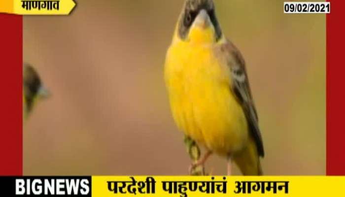  Raigad,Mangaon Colouring Birds