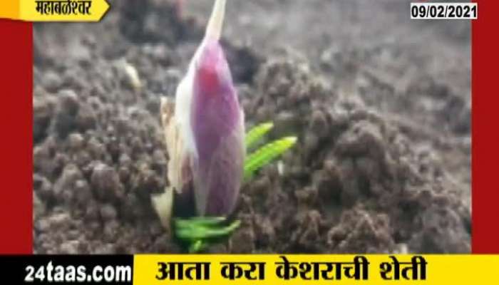 Maharashtra Mini Kashmir Mahabaleshwar Starts Kesar Farming