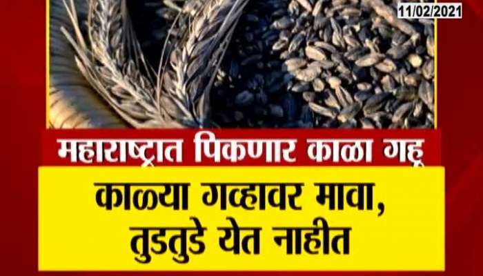 Akola Black Kadaknath Wheat