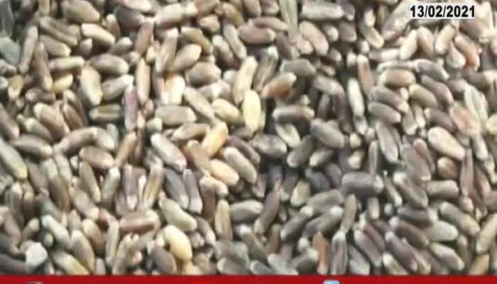 Akola Farmers Excited In Black Wheat Production