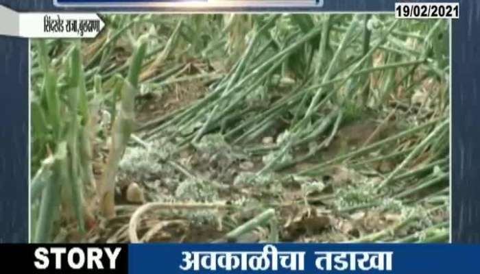 Buldhana Major Crops Destroyed From Unseasonal Rain And Hailstrom