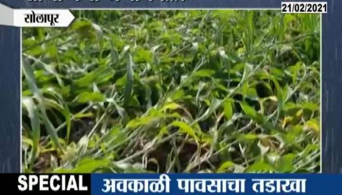 Solapur Farmers In Tension From Jawari Coprs Damage From Unseasonal Rain And Hail