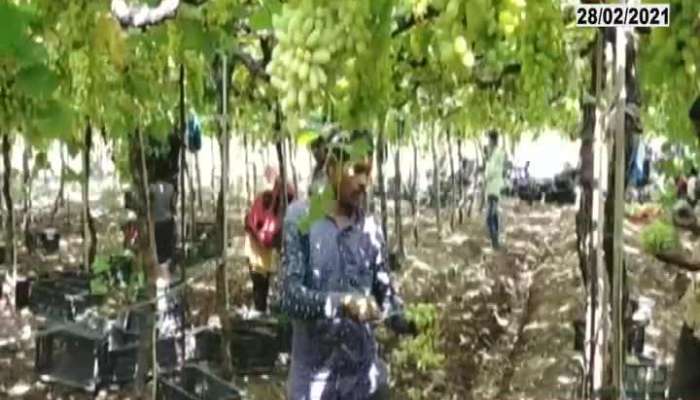 Grapes Farmer In Trouble DueTo Unconditional Rain