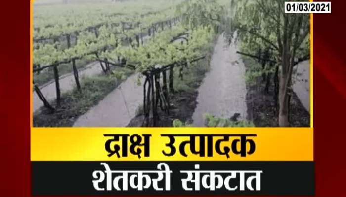 Sangli Grapes Producing Farmers In Problem From Lockdown And Unseasonal Rain