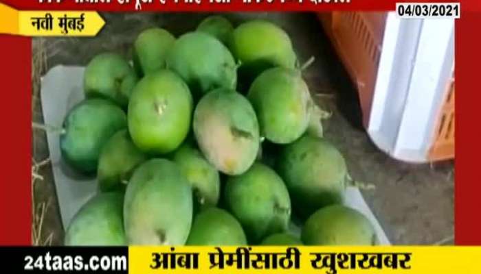 Kokan Hapus Mango Available In APMC Market At Navi Mumbai