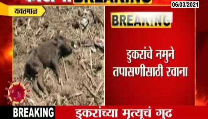 Yavatmal,Pipalgaon 50 Pigs Dead