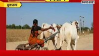VIDEO : महिला दिन विशेष | शंकरपट गाजवणारी विदर्भातील वीरांगना 