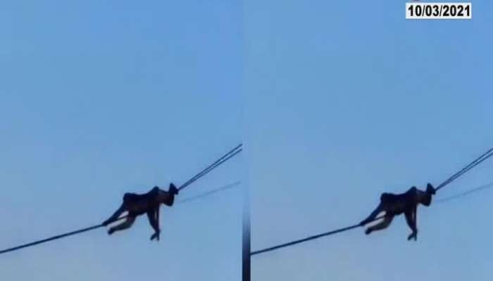 Monkey Moving From One Place To Another On Cables