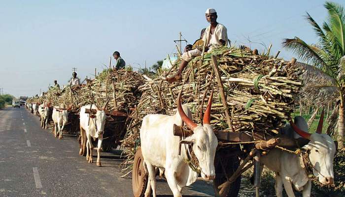 मंत्री, आमदारांच्या कारखान्यांमध्ये शेतकऱ्यांची ७१२ कोटींची ऊसाची एफआरपी थकीत
