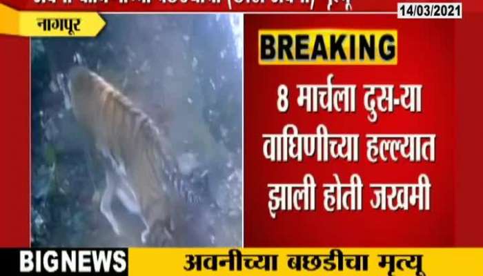 Nagpur Avni Tigress Cub Dead