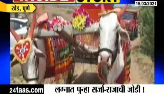 Pune,Khed The Sarja Raja Bull Couple Seen In Marriage new