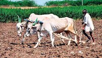 PM KISAN : शेतकरी मायबापांनो तुमच्या हक्काचे एवढे पैसे, या तारखेला तुमच्या खात्यात 