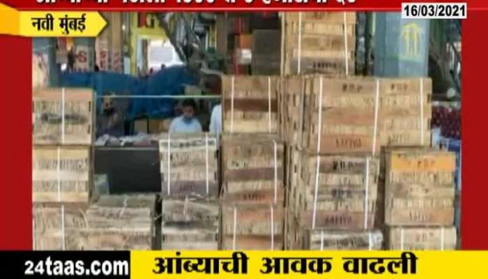 Navi Mumbai APMC Market Arrival Of Mangoes Increased