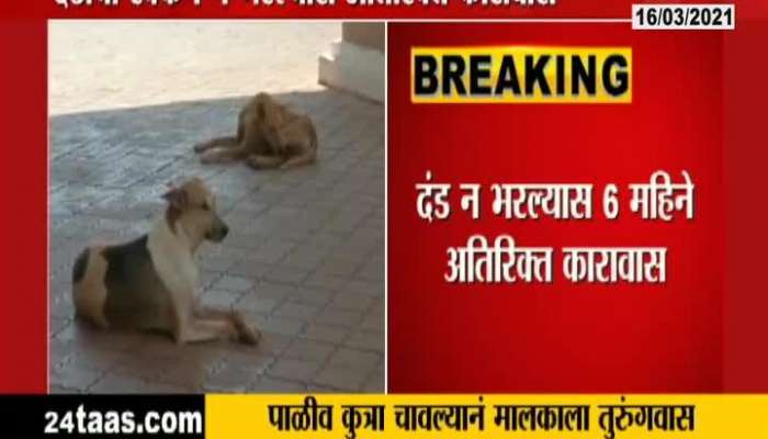 Nagpur Pet Dog Owner Imprision For Six Months For Dog Bite